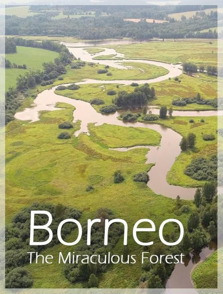 Bornéo, la forêt miraculée poster