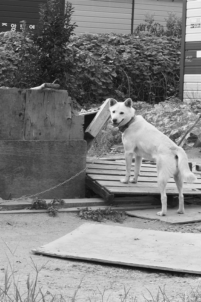 Dogs in the Sun poster