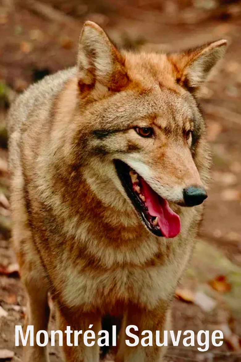 Montréal sauvage poster