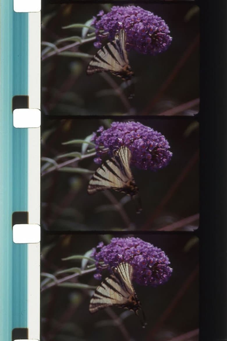 Bouquets 31-40 poster