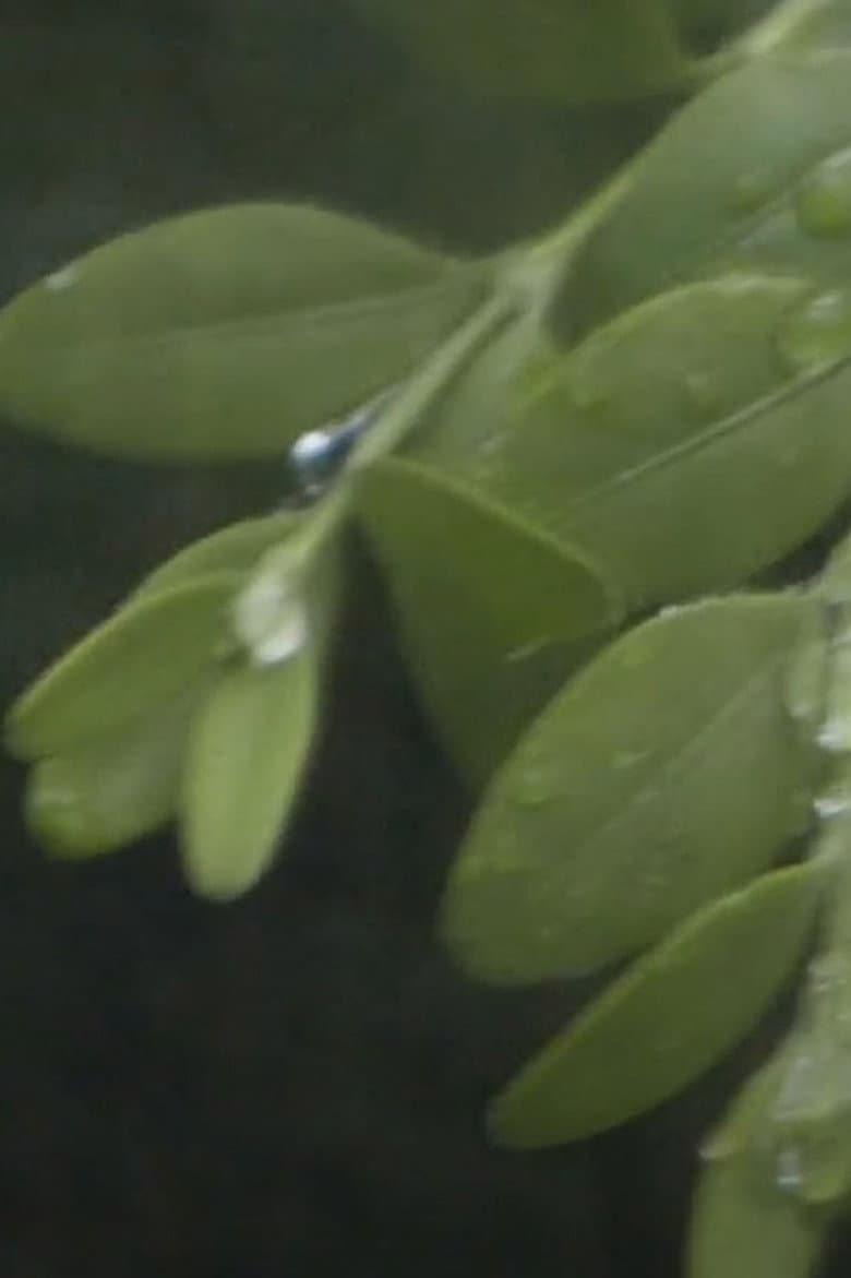 Through the Hoops of Time poster