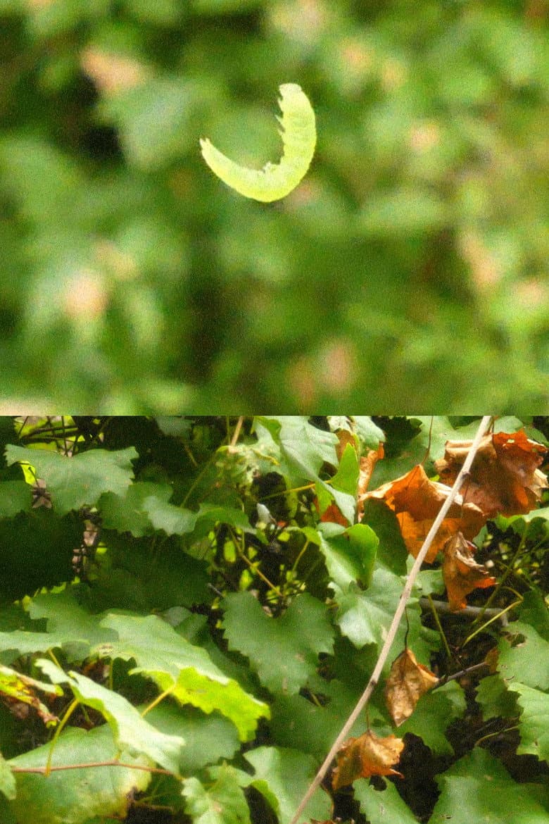 Summer Eulogy poster