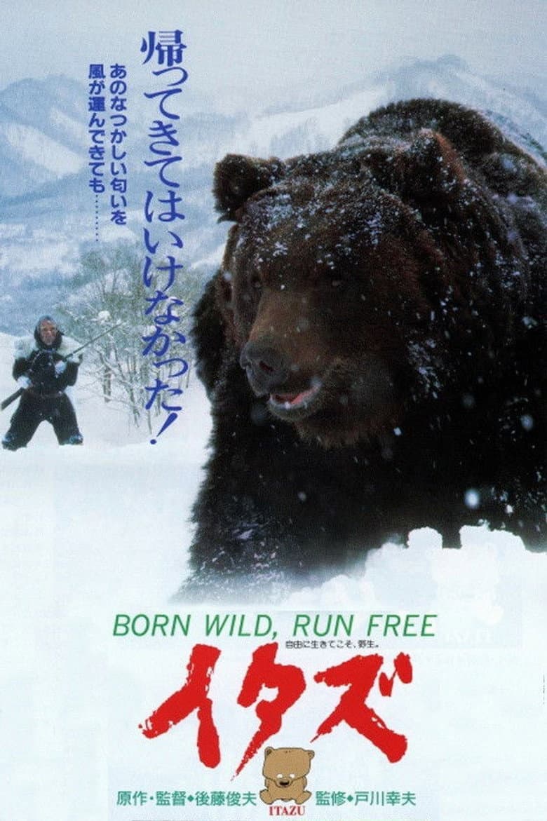 The Forest of the Little Bear poster