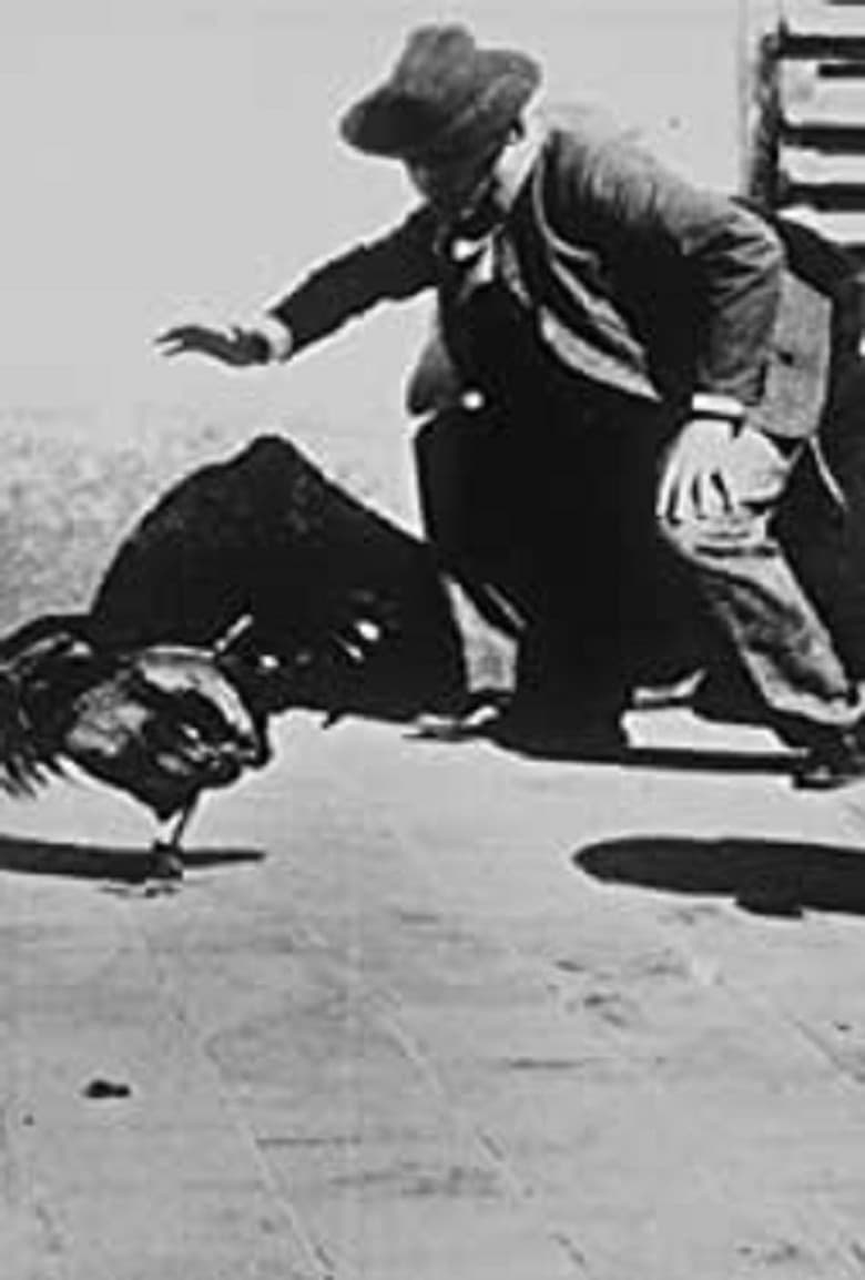 Combat de coqs poster