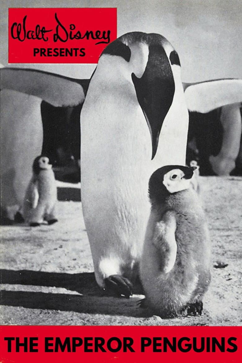 Emperor Penguins poster