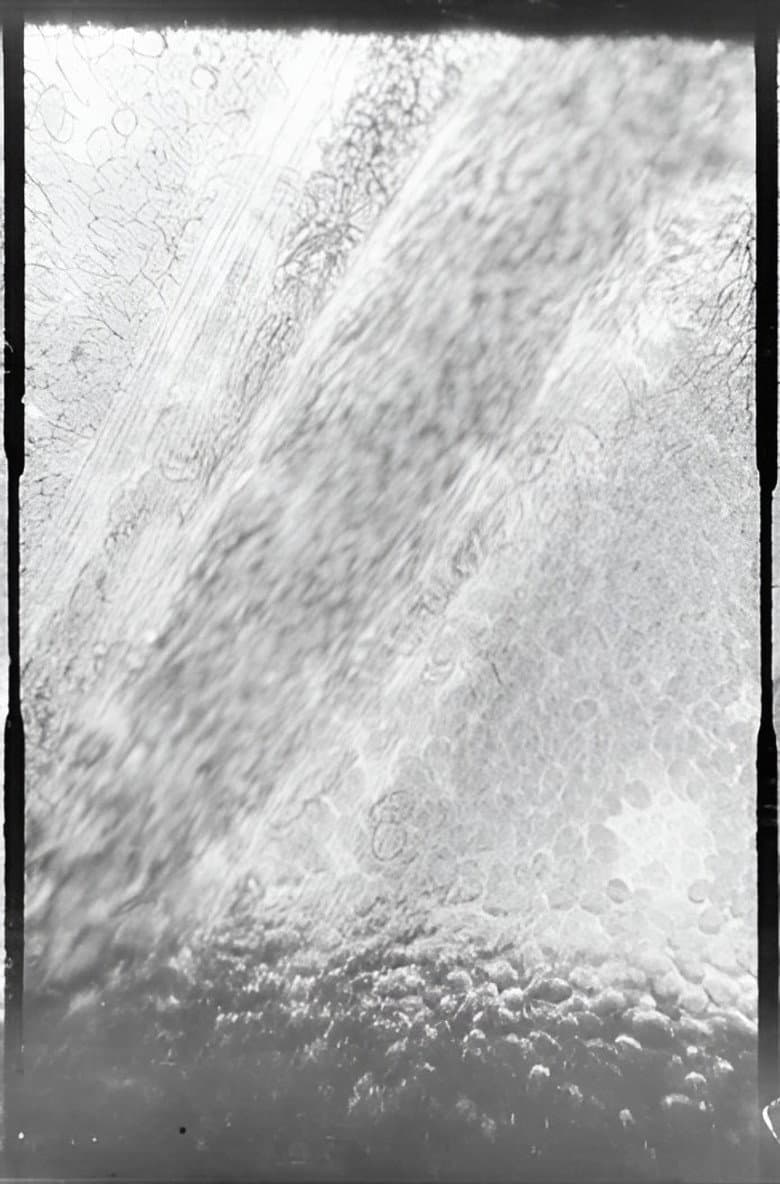 Déplacement des globules de sang dans un vaisseau capillaire poster