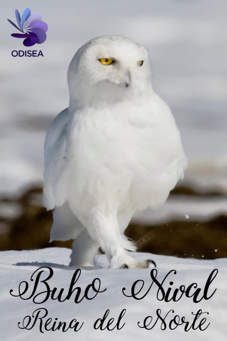 Snowy Owl, queen of the North poster