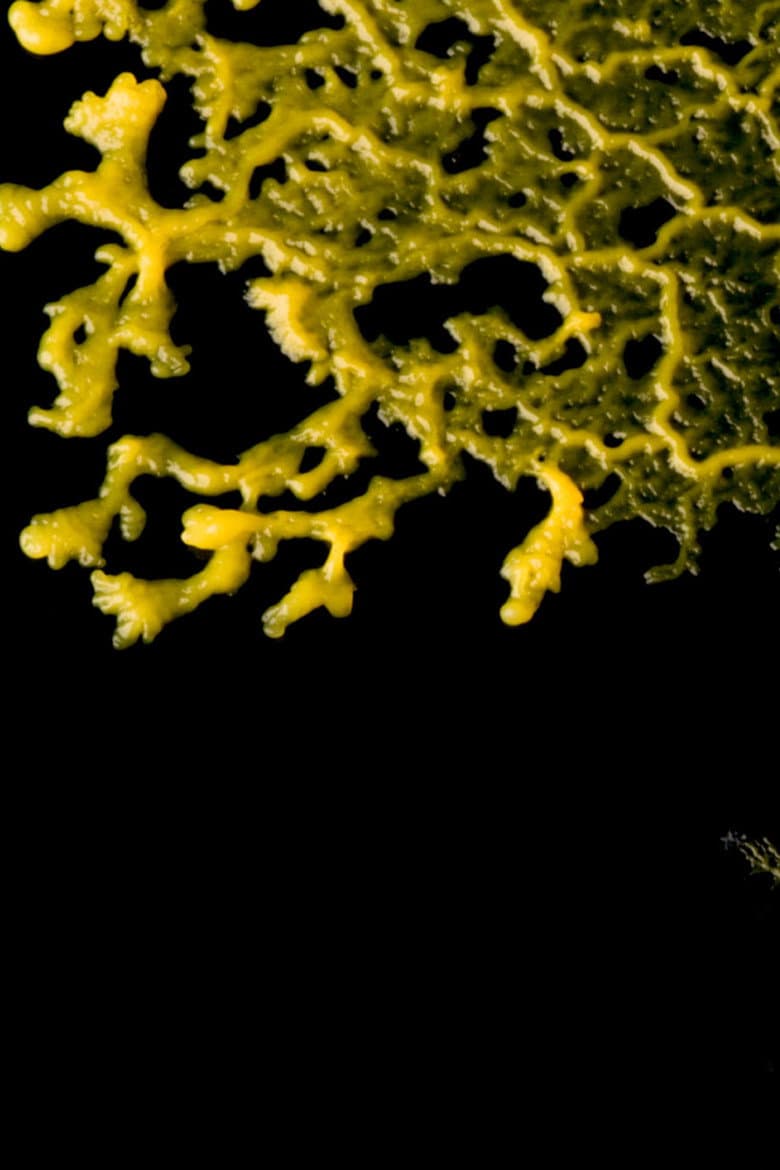 Ludi Florales poster