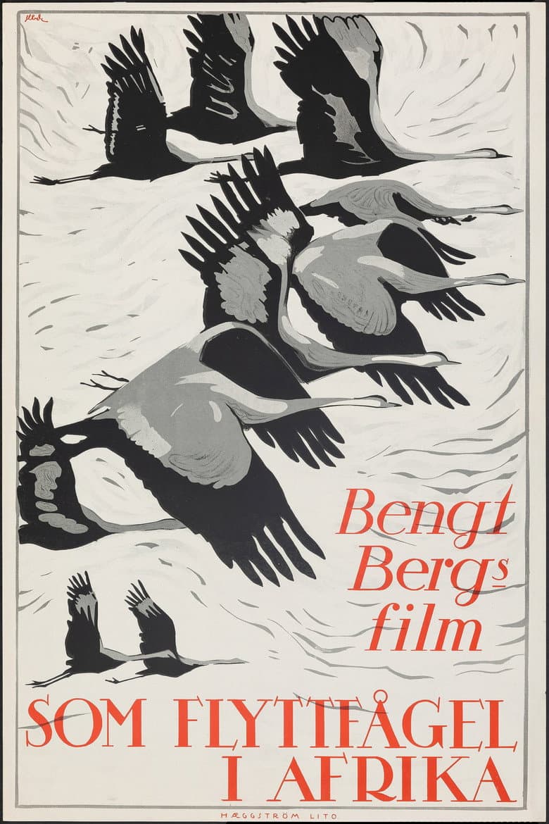 As a Migratory Bird in Africa poster