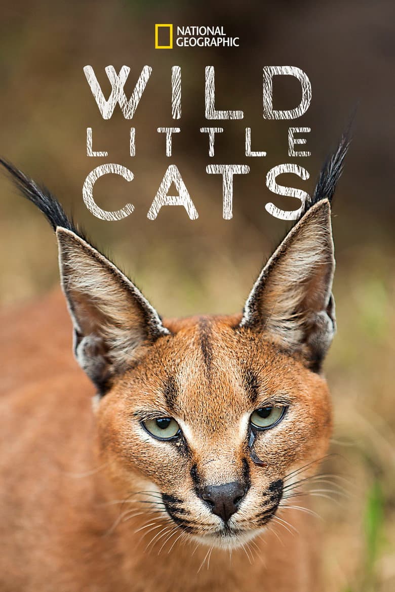 Wild Little Cats poster