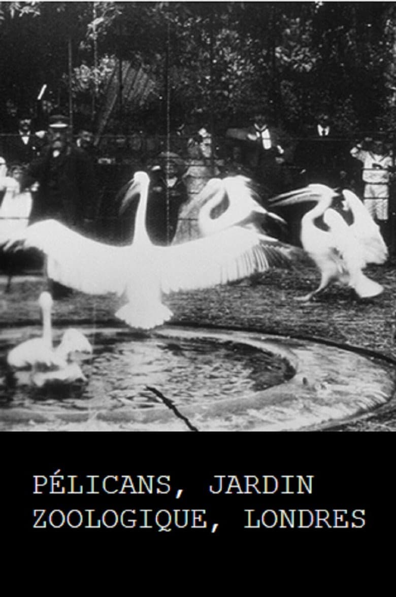 Pelicans, London Zoological Garden poster