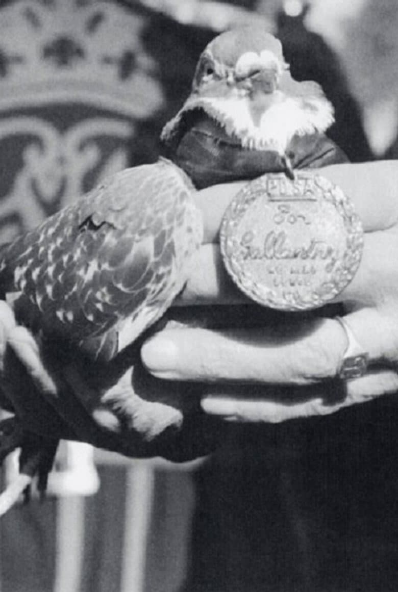 War Pigeon poster