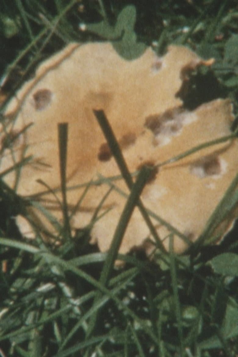 Super 8 Diary - 2009 poster