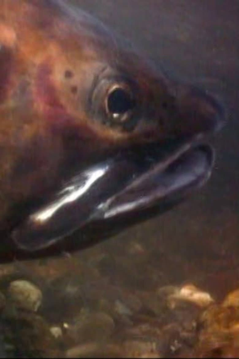 Cutthroats of Yellowstone poster