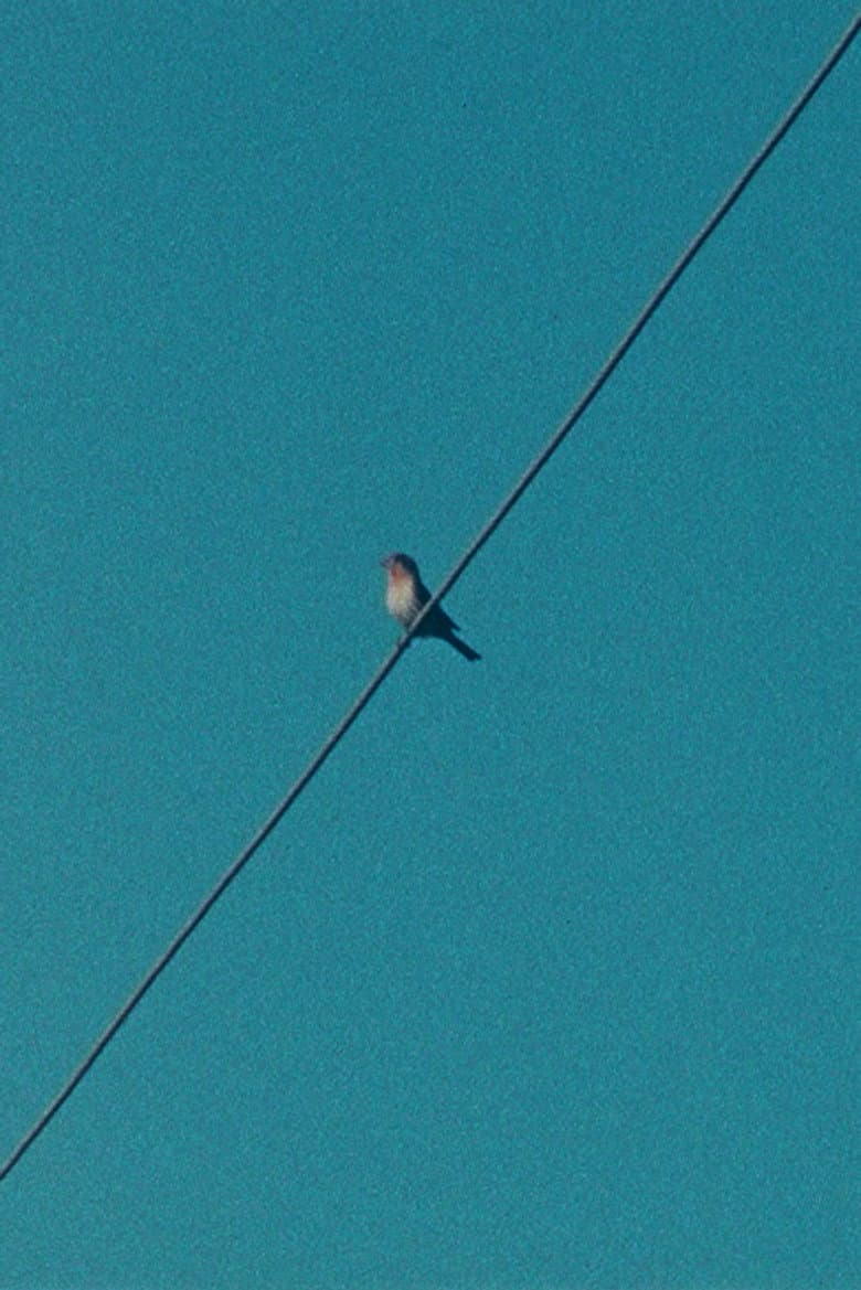 Ear on a Worm poster