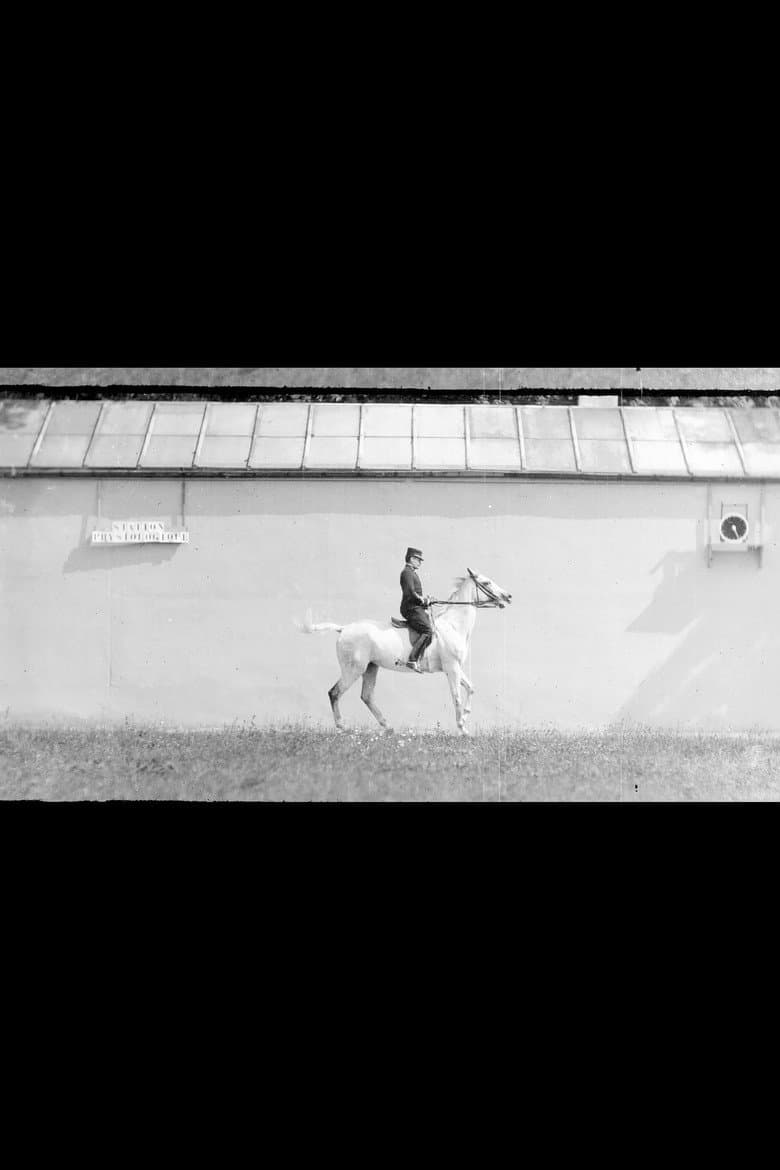 Bay Horse, Mounted, Trotting poster